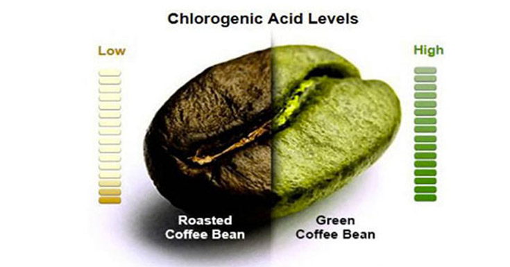 普通咖啡豆與綠咖啡豆中綠原酸對比圖